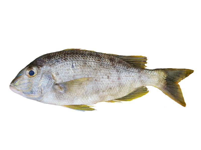 Poisson Bar Sénégal