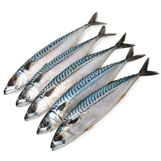 Chinchard de Norbege